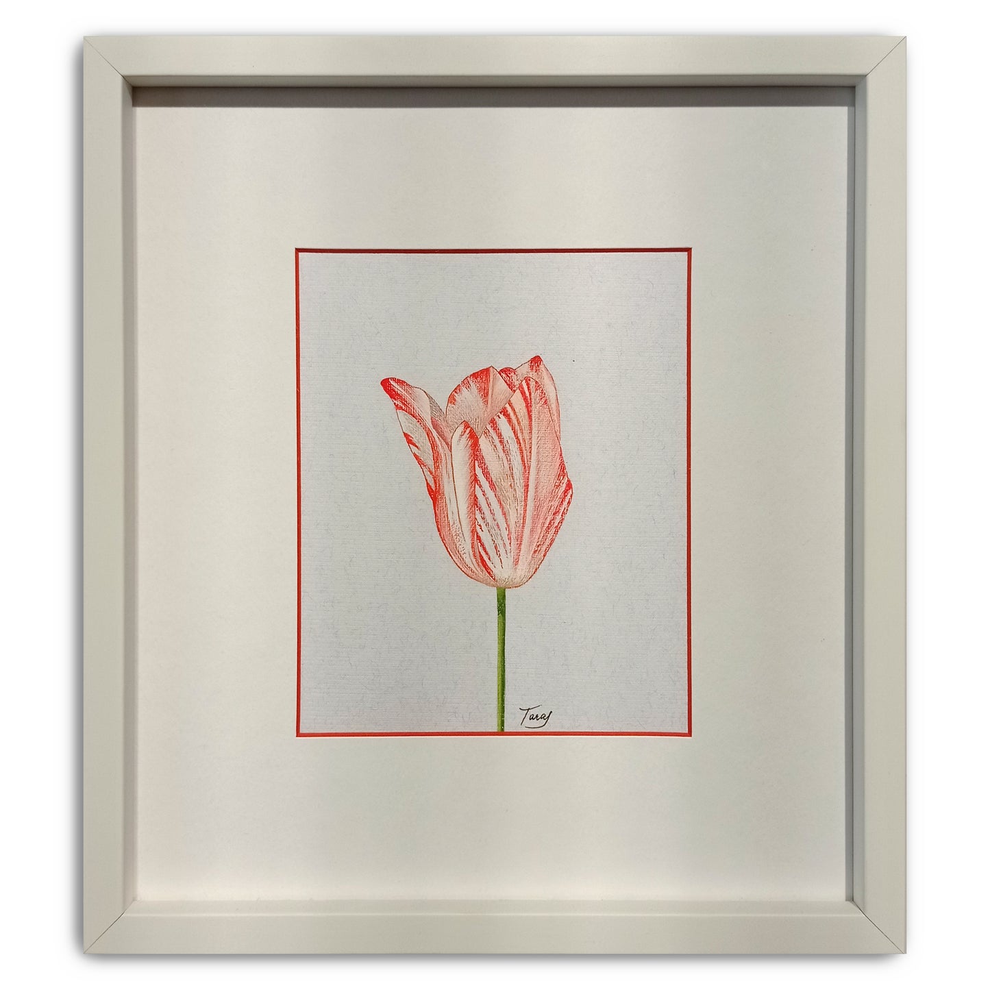 Victoria Taras, Tulip