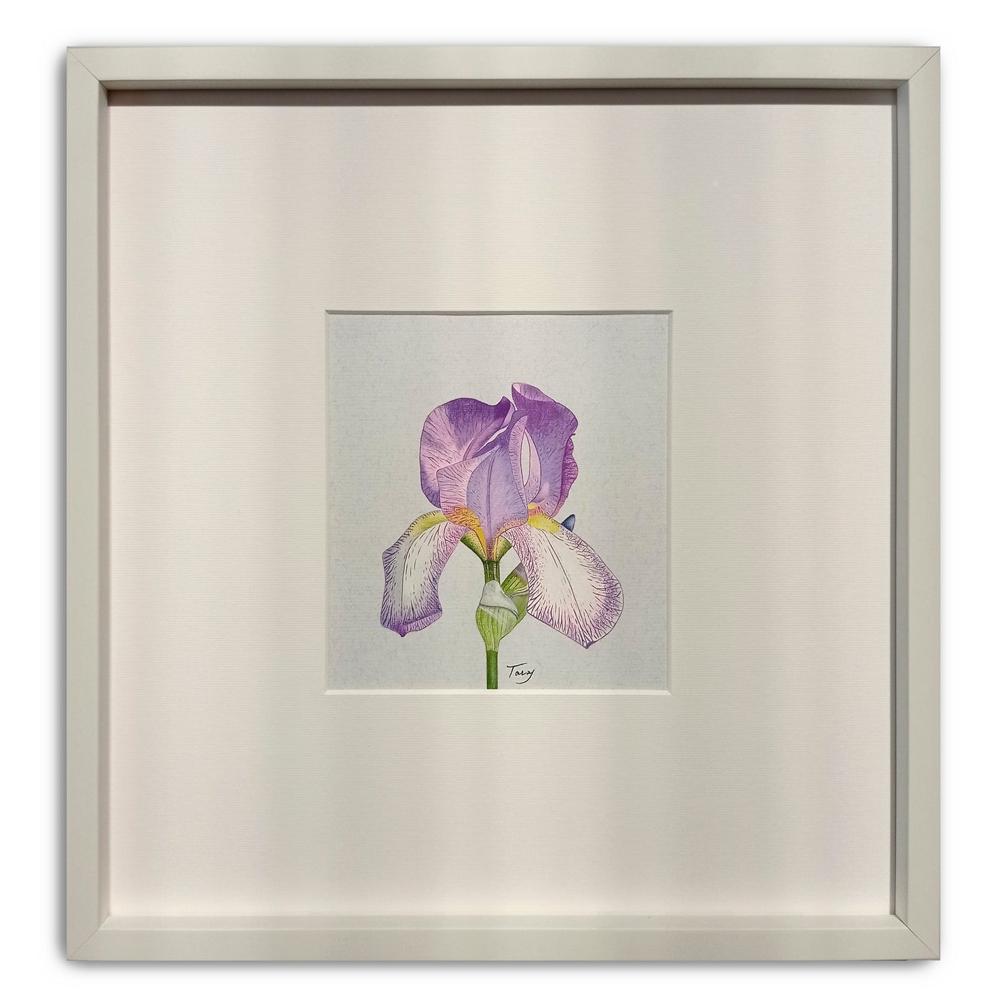 Victoria Taras, Iris