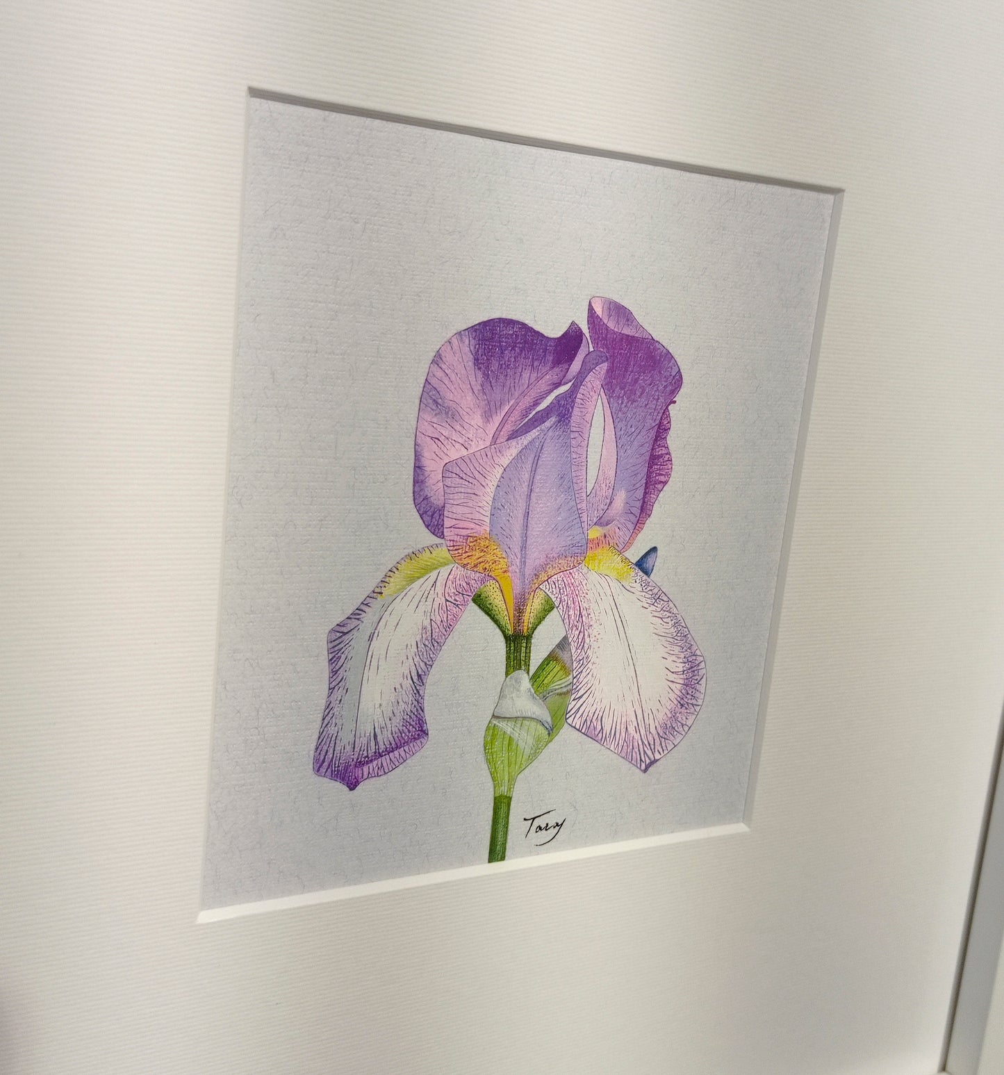 Victoria Taras, Iris