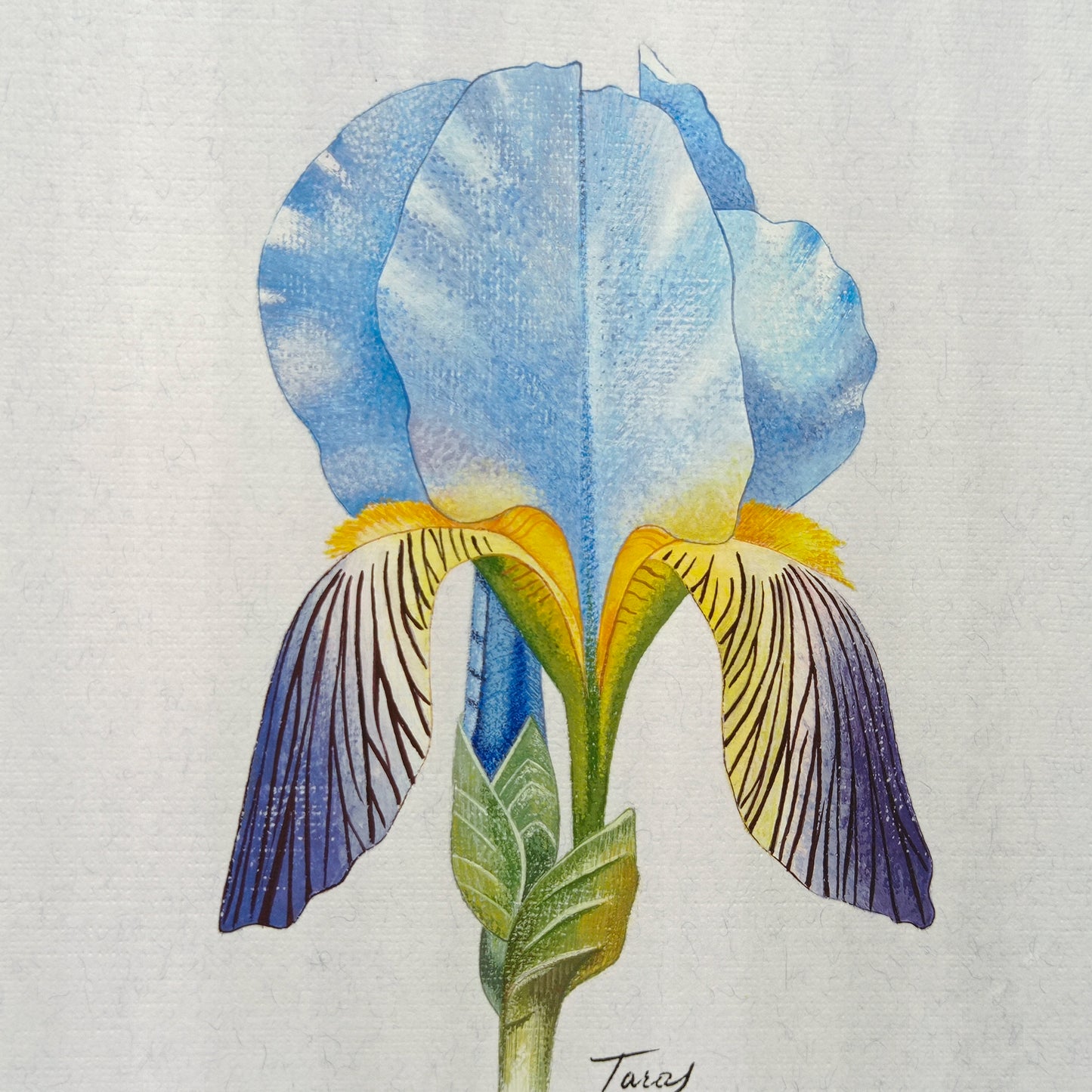 Victoria Taras, Iris